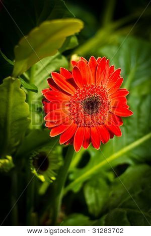 Blommor
