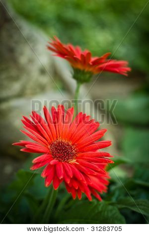 Blommor