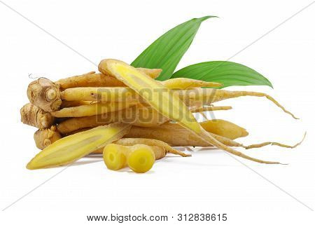Single Object Of Fingerroot Isolated On White Background