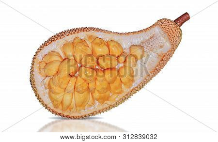 Jackfruit Or Artocarpus Integer Fruit Isolated On White Background