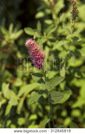 Natural Beauty Background. Pink Astilba Inflorescence In The Garden On A Sunny Morning. Cropped Shot