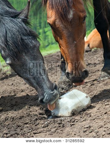 Horse Licking Salt