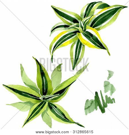 Dracena Green Leaves. Leaf Plant Floral Foliage. Watercolor Background Set. Isolated Dracena Illustr