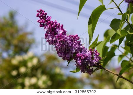 Branch Beautiful Burgundy Lilac With Green Leaves Closeup.purple Lilac Flowers. Syringa