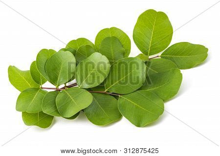 Bladder Senna (colutea Arborescens) Isolated On White