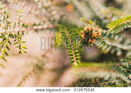 Eutaxia Obovata Also Called Egg And Bacon Plant With Yellow Flowers