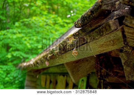 Leaves And Moss On The Edge Of A Wooden Roof , Russia