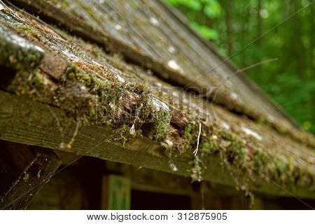 Leaves And Moss On The Edge Of A Wooden Roof , Russia