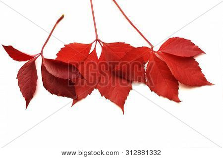 Autumn Colorful Leaves Isalated On White Background. Top View. Fall Flat Lay With Place For Your Tex