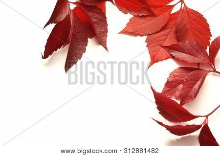 Frame With Autumn Colorful Leaves Isalated On White Background. Top View. Fall Flat Lay With Place F