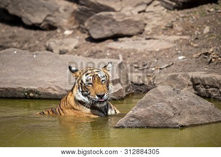 Royal Bengal Female Tiger Resting In Water Body Of The Jungle. Animal In Forest Stream Near Rock And