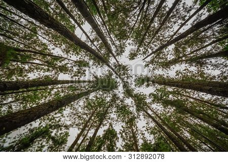 Vagamon, Kerala, India- 07 July 2019: Pine Forest In Vagamon Hills