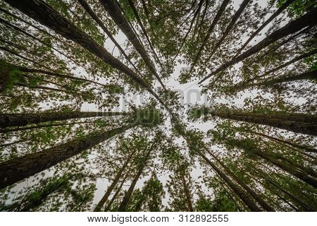 Vagamon, Kerala, India- 07 July 2019: Pine Forest In Vagamon Hills