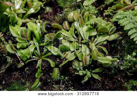Carnivorous Venus Fly Traps Dionaea Muscipula And Sundews Drosera Capensis Plants Secrete Digestive 