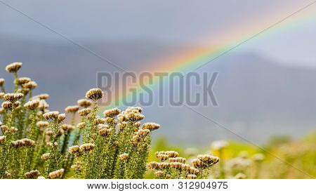 Rainbow And Drops Of Rain On A Sunny Day With Fynbos Flowers Of Cape Town