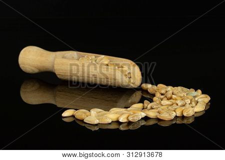 Lot Of Whole Fresh Beige Dinkel Wheat Grain Closeup With Wooden Scoop Isolated On Black Glass