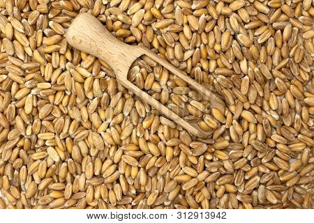 Lot Of Whole Fresh Beige Dinkel Wheat Grain With Wooden Scoop Flatlay Isolated