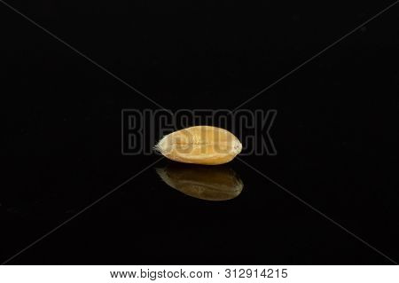 One Whole Fresh Beige Dinkel Wheat Grain Macro Isolated On Black Glass