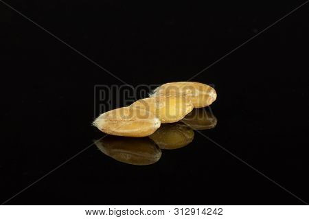 Group Of Three Whole Fresh Beige Dinkel Wheat Grain In A Line Isolated On Black Glass