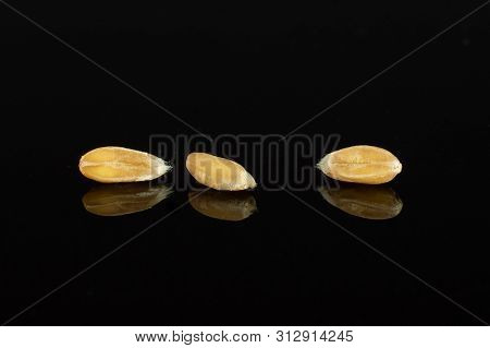 Group Of Three Whole Fresh Beige Dinkel Wheat Grain Macro Isolated On Black Glass