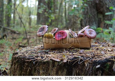 Mushrooms in the basket in autumn woods. Autumn still life. White mushroom in the grass. Autumn forest. Brown wild mushrooms. Edible fungus. Healthy and vegetarian eating. The mushroom dishes