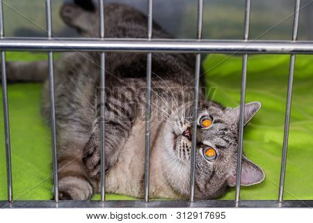 Obese Cat  At The Veterinary Clinic In The Metallic Cage