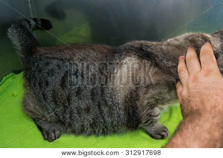 Obese Cat  At The Veterinary Clinic In The Metallic Cage