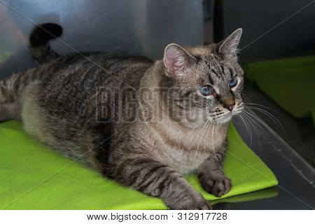 Obese Cat  At The Veterinary Clinic In The Metallic Cage