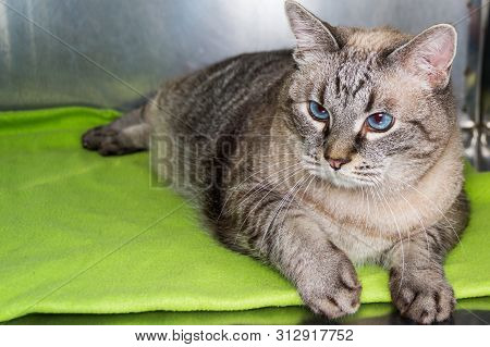 Obese Cat  At The Veterinary Clinic In The Metallic Cage