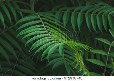 Macro Photo Of Green Fern Petals. The Plant Fern Blossomed. Fern On The Background Of Green Plants.