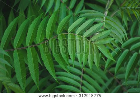 Macro Photo Of Green Fern Petals. The Plant Fern Blossomed. Fern On The Background Of Green Plants.