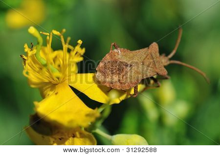 Coreus marginatus
