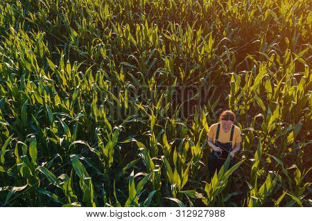 Agronomist Farmer Woman Using Tablet Computer In Corn Field. Aerial View Of Female Farm Worker In Ma