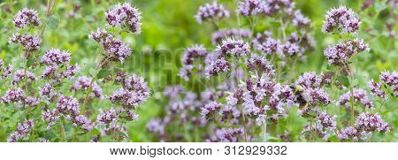 Thymus Serpyllum, Panoramic Floral Banner, Thyme Sprigs With Small Lilac Flowers. Bee Collects Necta