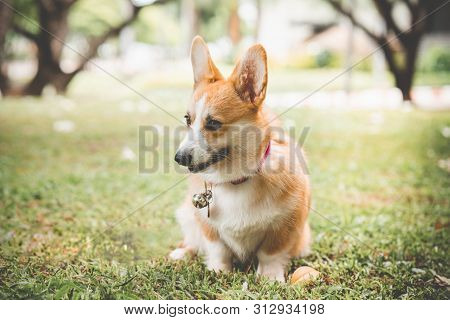 Corgi Dog On The Grass In Summer Sunny Day
