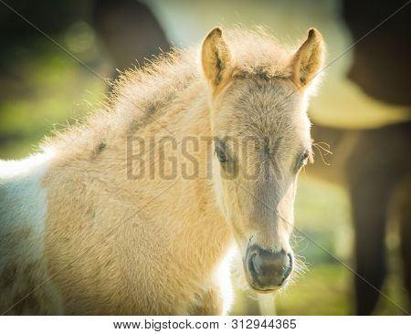 Light Coloured Pretty Foal Is Looking Directly Into The Camera
