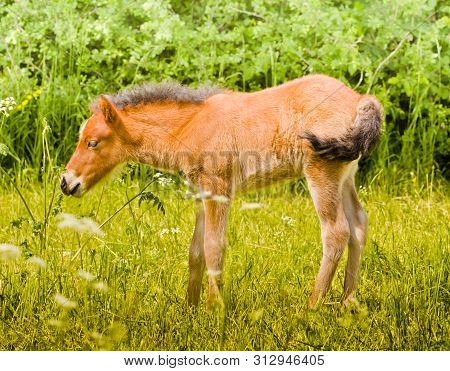 A Nosy Brown Foal Is Smelling An Flower In The Meadow