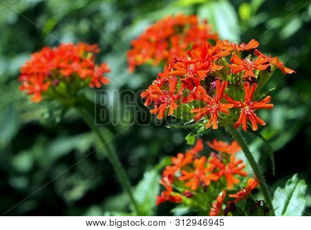 Bright Red Flower With Buds In The Shape Of A Ball With The Name Lychnis Maltese Cross On A Bright G