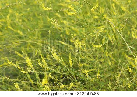 Yellow Flower Of Herbal Melilotus Officinalis In The Field