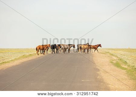 Horses Are On The Road. Behind The Steppe Landscape,in Spring