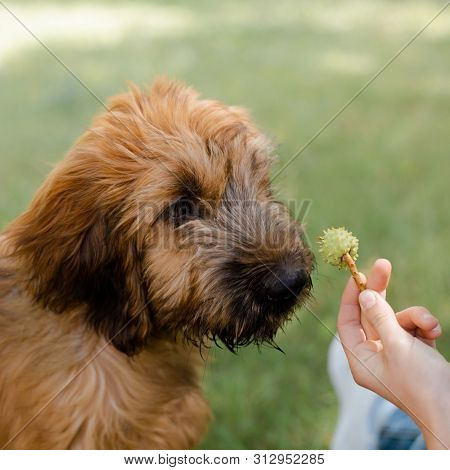 Square Image Of A Puppy Briard On The Meadow