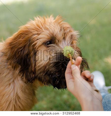 A Puppy Briard On The Middow In The Summer