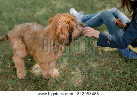 A Puppy Briard And His Owner On The Middow In The Summer