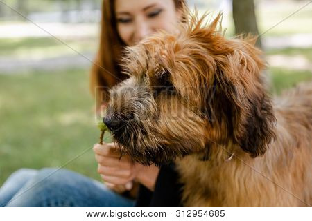 A Puppy Briard Playing With His Owner