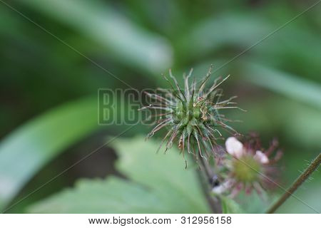 Macro Photo Of Celandine Buds And Flowers