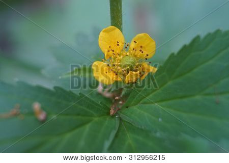 Macro Photo Of Celandine Buds And Flowers