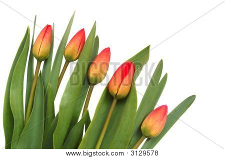 Røde tulipaner