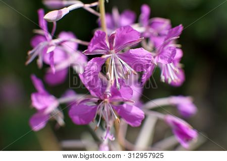 Beautiful Purple Epidendrum Flowers In The Forest