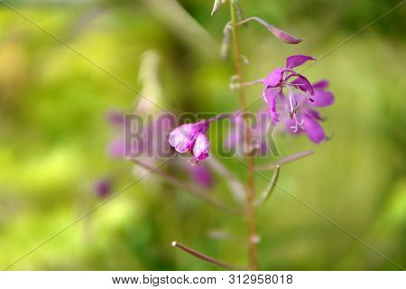 Beautiful Purple Epidendrum Flowers In The Forest