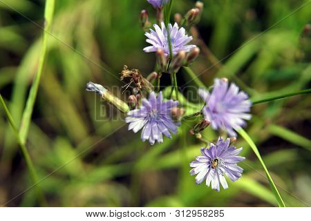 Bee On A Beautiful Blue Chicory Flower Macro Photo